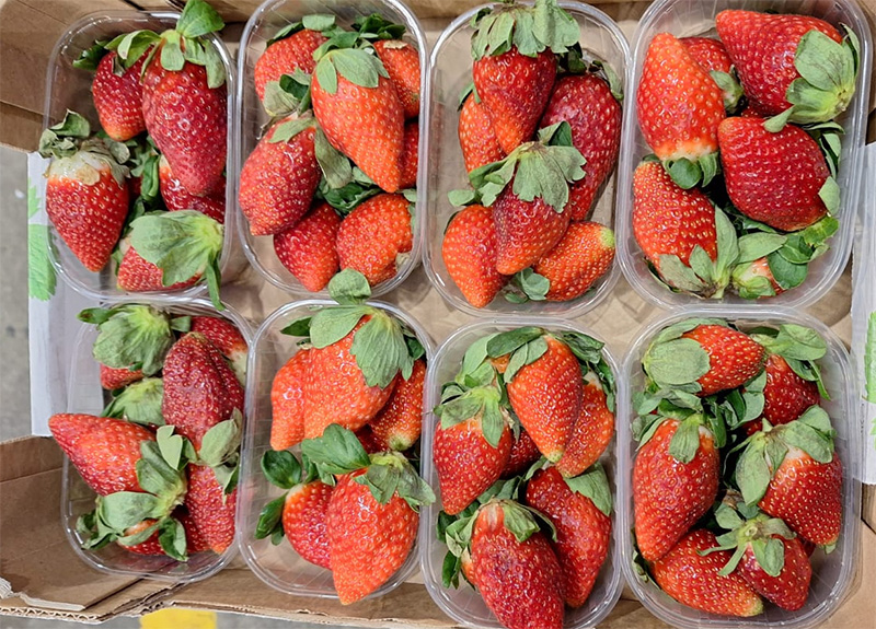 Fragole, Campania 8,50 euro al chilo